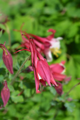 Fototapeta premium Hybrid Columbine Danish Dwarf