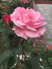 Pink rose lovely 1