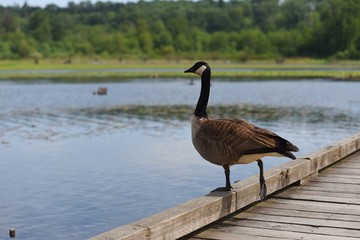 Goose ready to jump to the water