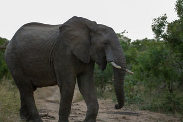 Fototapeta na wymiar Elephant breeding herds looking for water. Photographed in the lowveld of southern africa