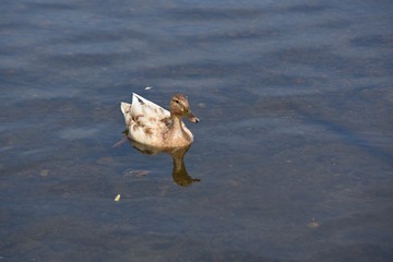 duck with rare color