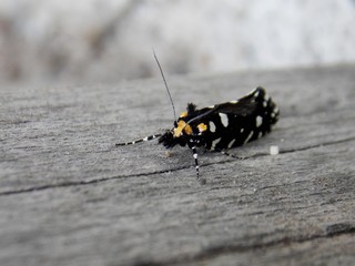 little butterfly on the tree