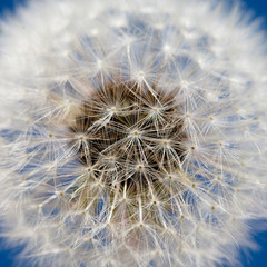 Texture, background. Center of white fluffy dandelion close up on blue background.