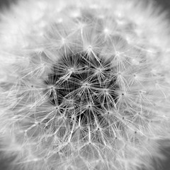Texture, background. Center of white fluffy dandelion close up