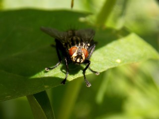 fly on the green list