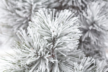 Coniferous branches covered with hoarfrost