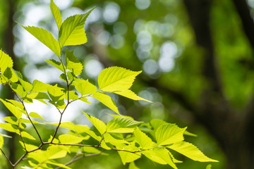 太陽が射し込む新緑の森