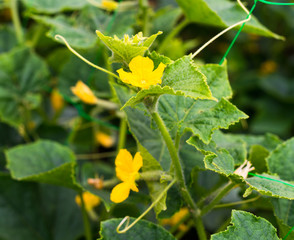 Cucumber yellow flowers and green leaves