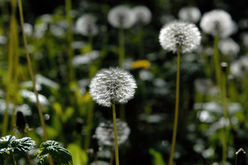 Dandelions in the sun among green vegetation