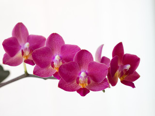Fototapeta na wymiar Purple Phalaenopsis orchid