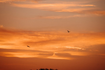 Fototapeta na wymiar birds in the sky