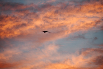 Fototapeta na wymiar birds flying in the sky