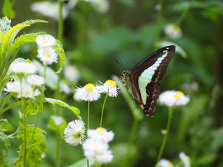 庭のアオスジアゲハ２