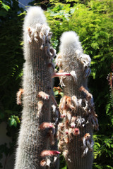 KAKTUS_cleistocactus_strausii