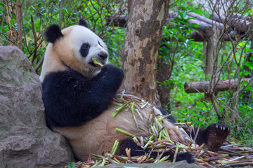 Obraz premium panda animal Chengdu in China (Ailuropoda melanoleuca)