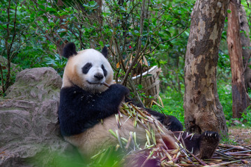 panda animal Chengdu in China (Ailuropoda melanoleuca)