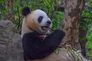 panda animal Chengdu in China (Ailuropoda melanoleuca)
