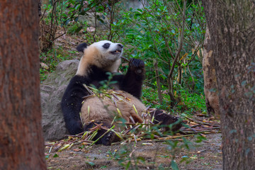 Obraz premium panda animal Chengdu in China (Ailuropoda melanoleuca)