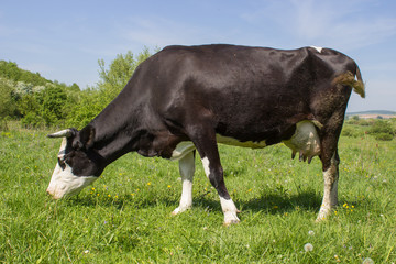 Naklejka na ściany i meble cow grazing on pasture,cow on meadow grazing on the grass