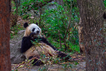 panda animal Chengdu in China (Ailuropoda melanoleuca)