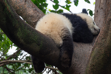 panda animal Chengdu in China (Ailuropoda melanoleuca)