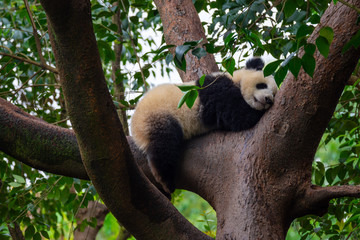 Obraz premium panda animal Chengdu in China (Ailuropoda melanoleuca)