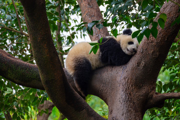 panda animal Chengdu in China (Ailuropoda melanoleuca)