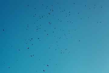 Flock of crows silhouettes fly in blue sky