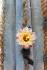 KAKTUS_pilosocereus_pachycladus