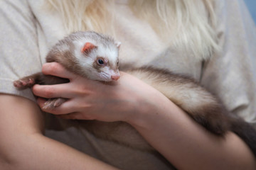 Fototapeta na wymiar ferret young sitting on his hands. friendship animal and man.