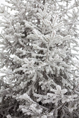 Coniferous trees covered with hoarfrost
