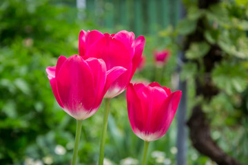 Group of beautiful red tulips with blurred green background, spring wallpaper, flowers background, tulips field