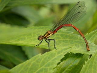 small dragonfly on a sheet