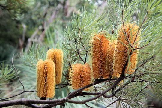 Australian Native Flower Banksia Spinulosa Hairpin
