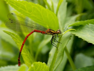 small dragonfly on a sheet