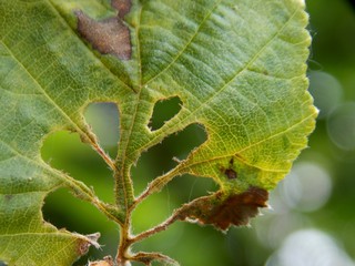 green leaf in the spring