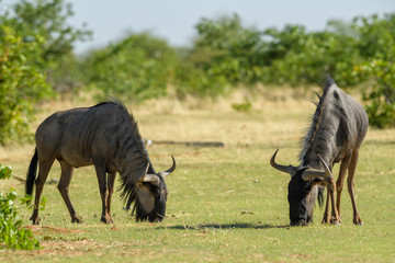 Naklejka na ściany i meble Common Wildebeest - Connochaetes taurinus, common antelope from African savannas and grasslands, Etosha National Park, Namibia.