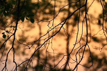Golden hour in village