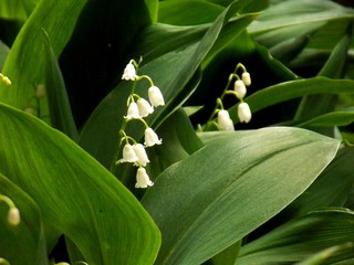 Obraz premium white spring flower in the garden