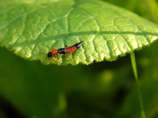 beetle on the green leaf