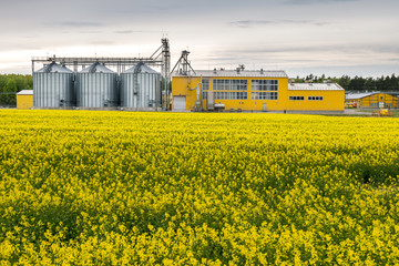 Field of flower of rapeseed, canola colza in Brassica napus on agro-processing plant for processing...