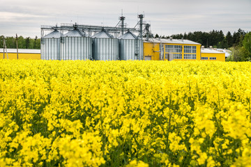 Fototapeta na wymiar Field of flower of rapeseed, canola colza in Brassica napus on agro-processing plant for processing and silver silos for drying cleaning and storage of agricultural products, flour, cereals and grain