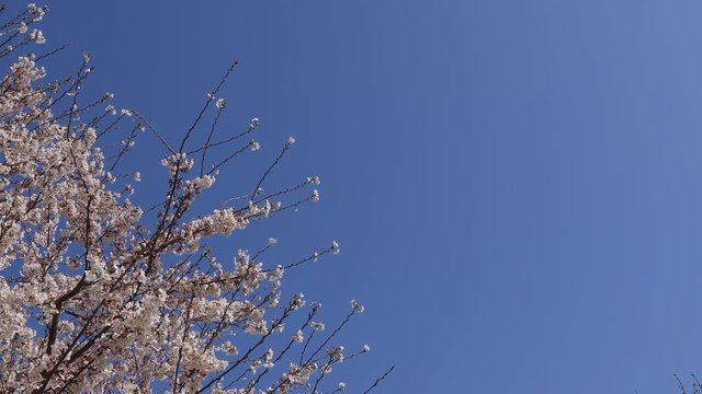 成田空港〜さくらの山の桜と離陸風景#14
