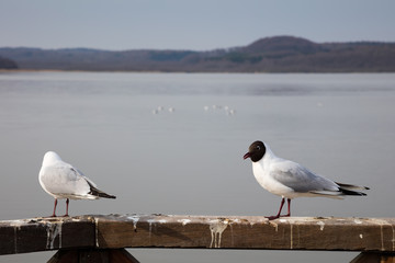 Möwen am Schmachter See, Binz, Ostseebad, Insel Rügen, Mecklenburg-Vorpommern, Deutschland