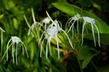 flower in Fiji.