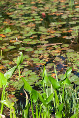 Vertical close-up of pond with water lilies in the Royal Botanical Garden of Madrid, Spain, Europe
