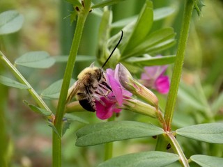 beetle on a pink flower