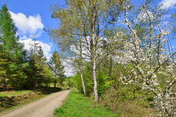 Fototapeta na wymiar Rural forest road in springtime