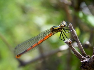 a dragonfly on a sheet