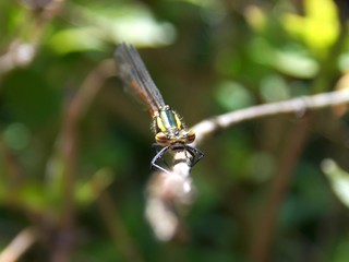 a dragonfly on a sheet